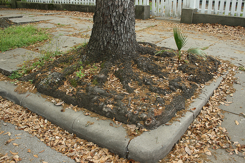 square-roots-by-arsheffield.jpg